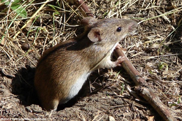 Как размножаются мыши в диких и домашних условиях